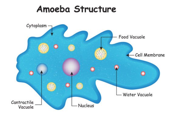 Download Anatomy of a Amoeba Structure Vector - Amoeba Collection