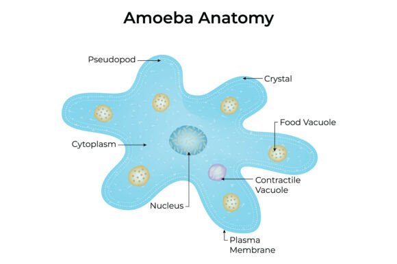 Download Amoeba Anatomy Diagram Vector Illustrati - Amoeba Collection
